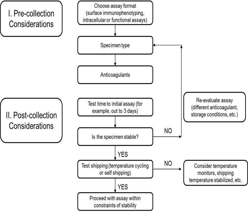 SPECIMEN STABILITY CONSIDERATIONS DURING FLOW CYTOMETRY ASSAY SPECIMEN STABILITY CONSIDERATIONS DURING FLOW CYTOMETRY ASSAY