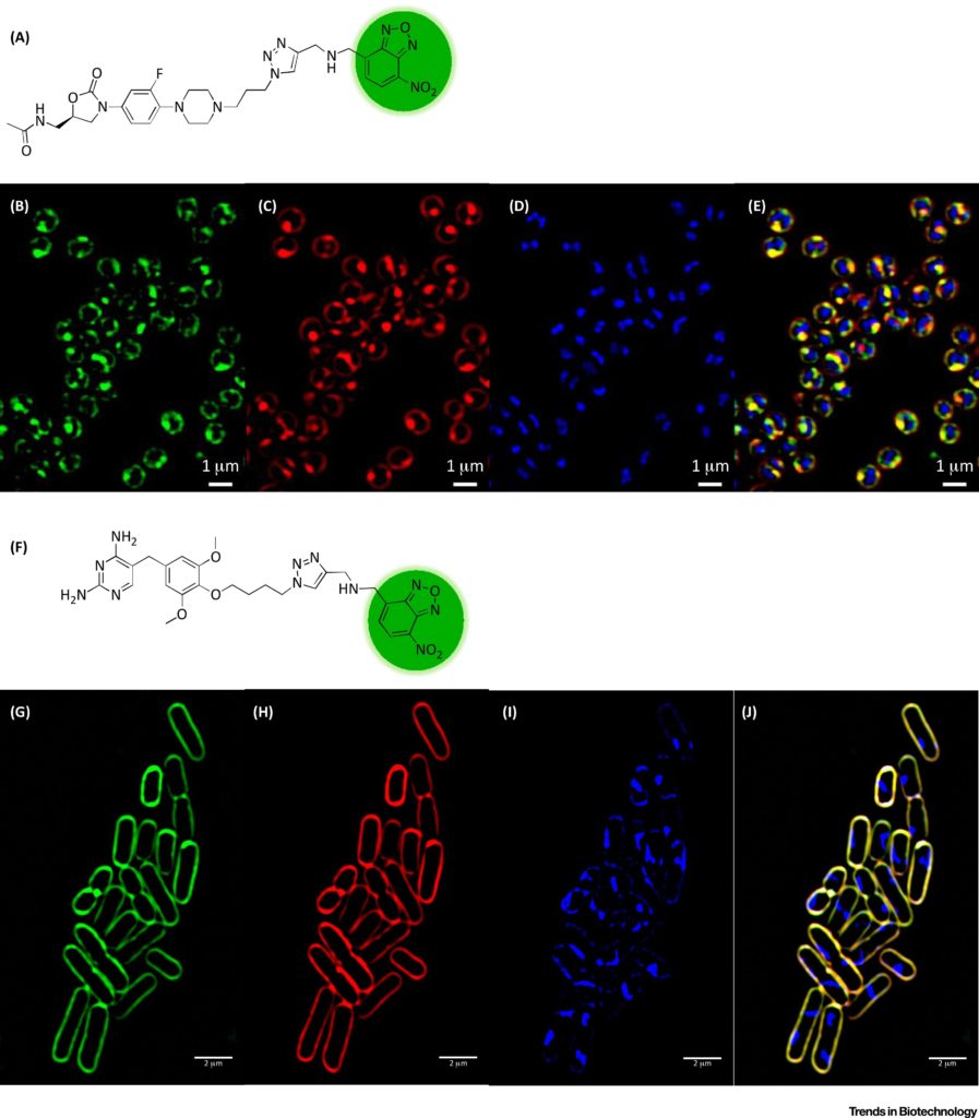 Fluorescent Cell Barcoding Using Flow Cytometry For High Throughput Testing Flow Contract Site