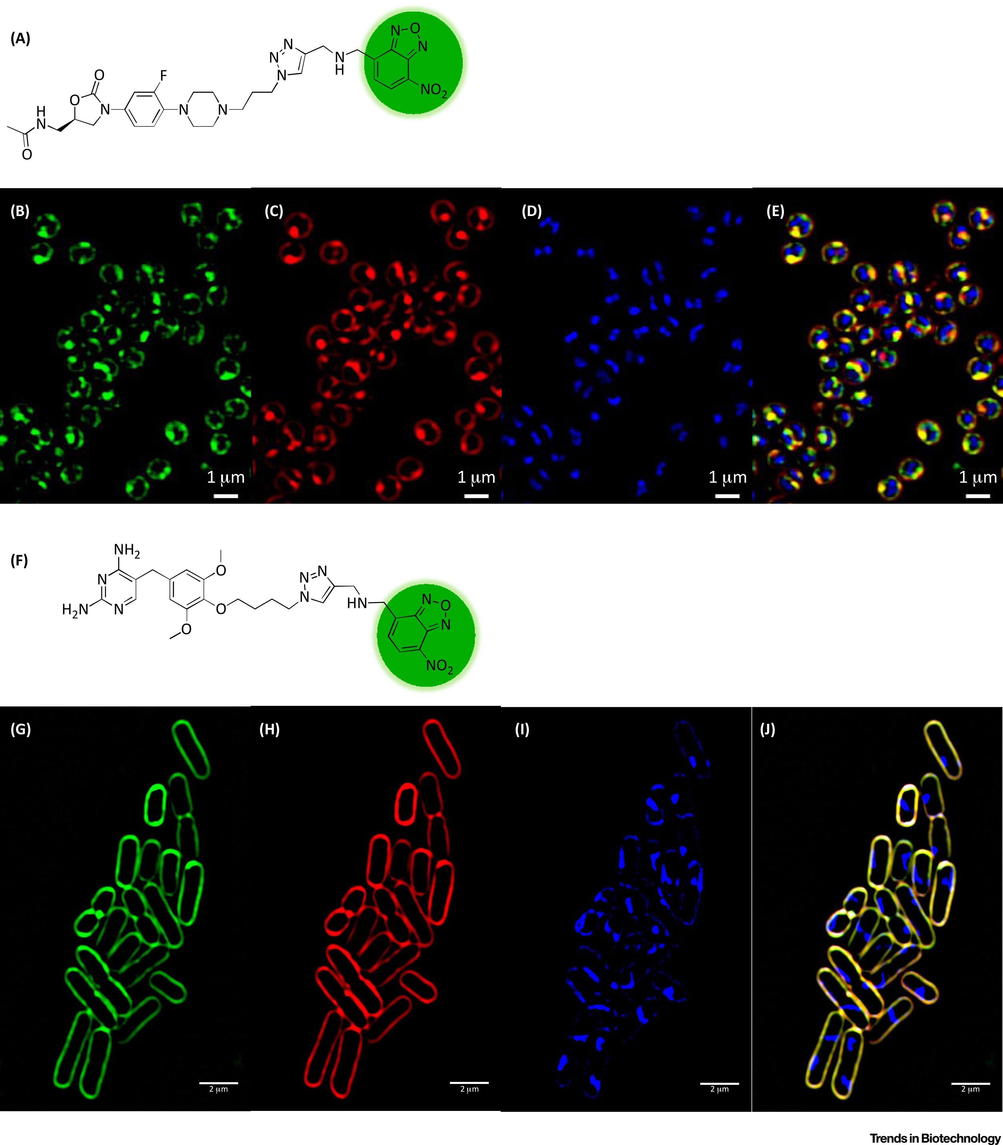 Figure 2 Cells stained by amino acid FLOW CONTRACT SITE