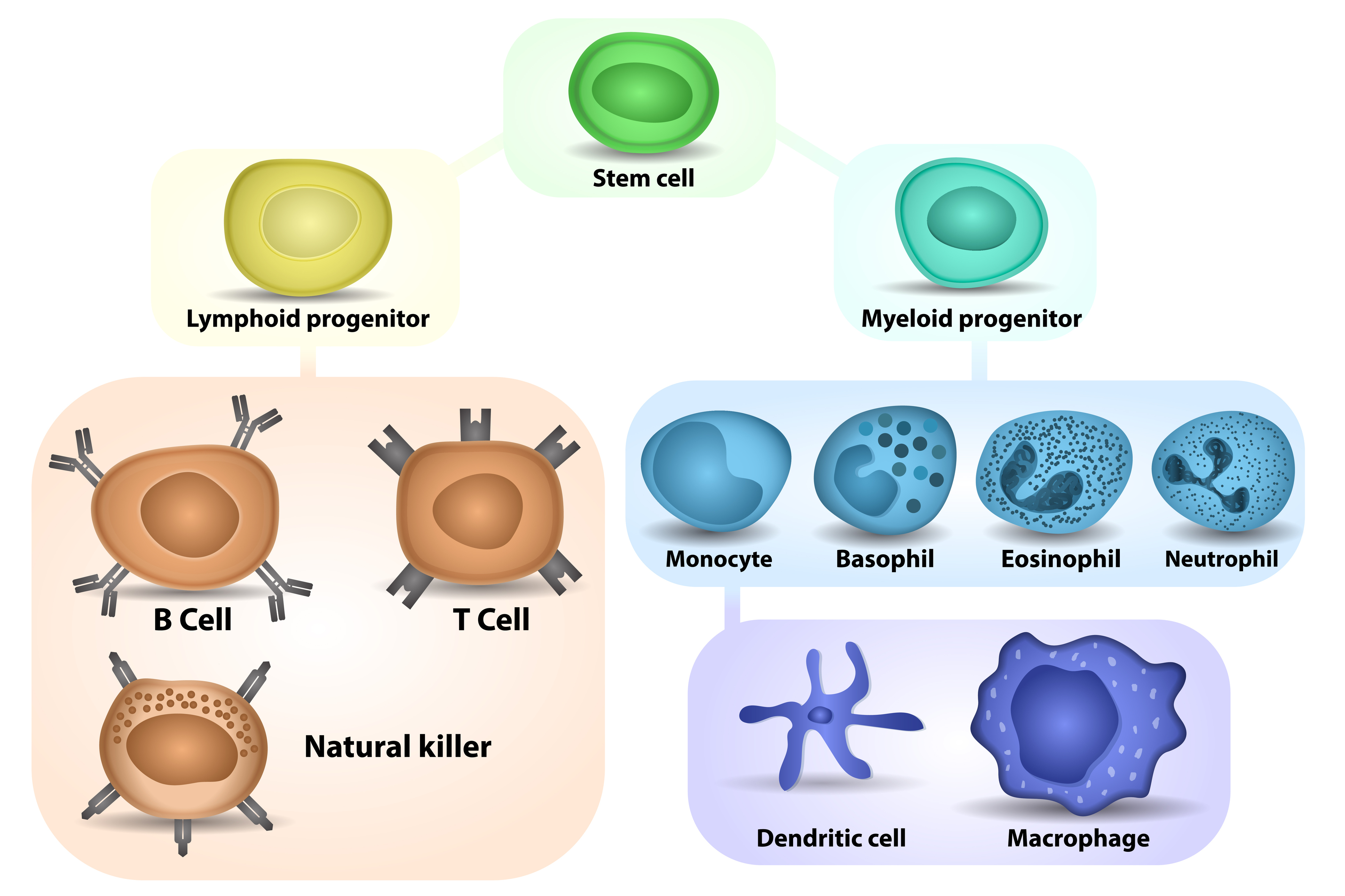journey of a white blood cell