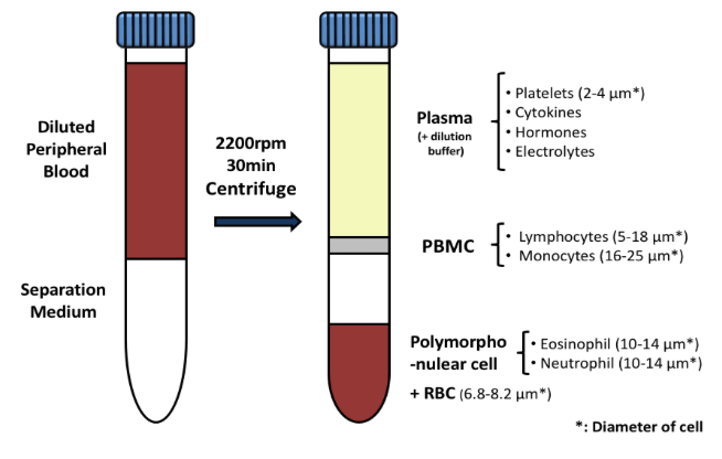 PBMC Peripheral Blood Mononuclear Cells Human Cell