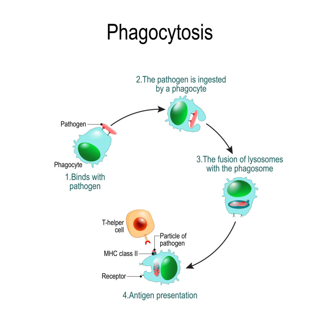 Phagocyte Cell Diagram 8162