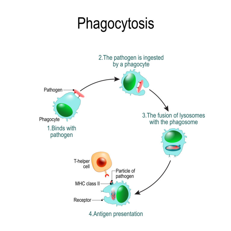 Measuring Innate Immunephagocytic Cell Function By Flow Cytometry Flow Contract Site 1047