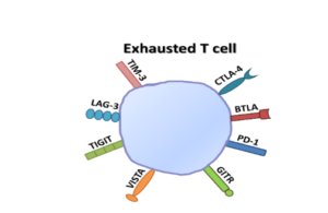 exhausted t cells markers