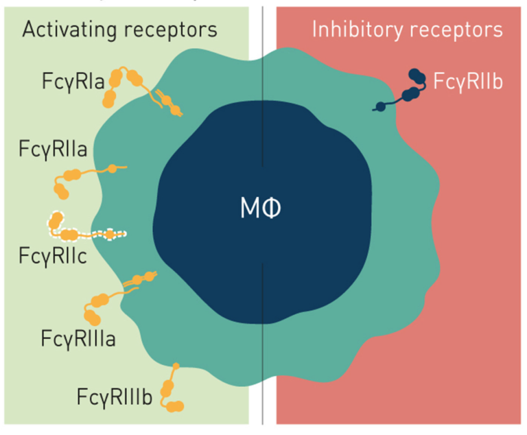 Fc Receptors (FcR) And Their Relevance To Flow Cytometry - FLOW ...