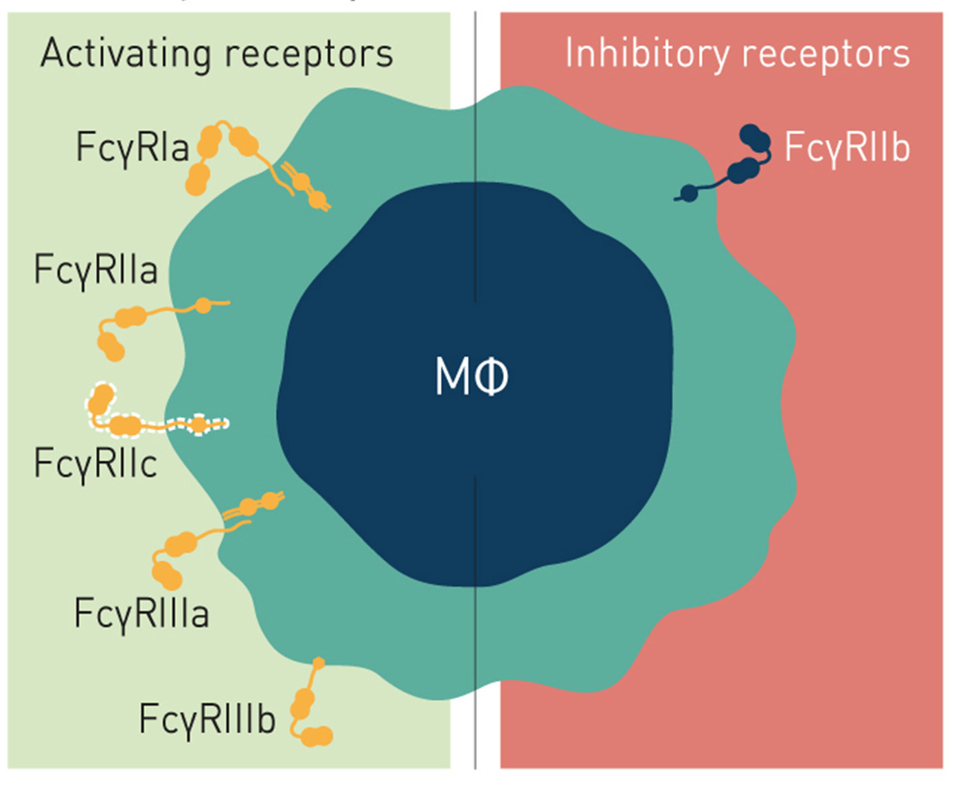 Fc Receptors (FcR) And Their Relevance To Flow Cytometry - FLOW ...